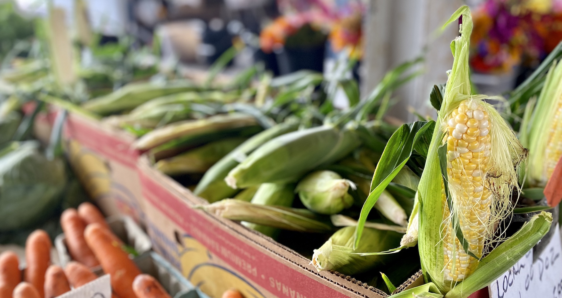 Sweet corn at the Rochester Public Market